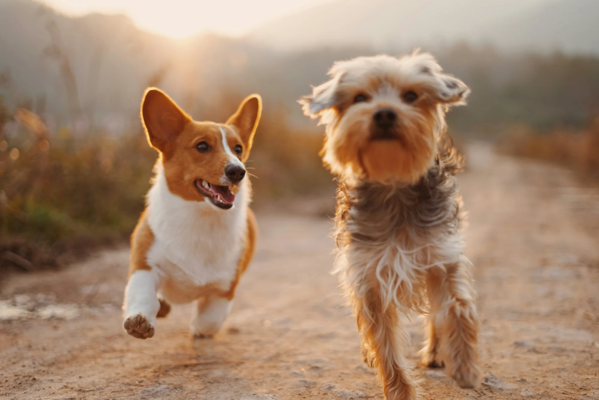 Two dogs running together along a dirt road
